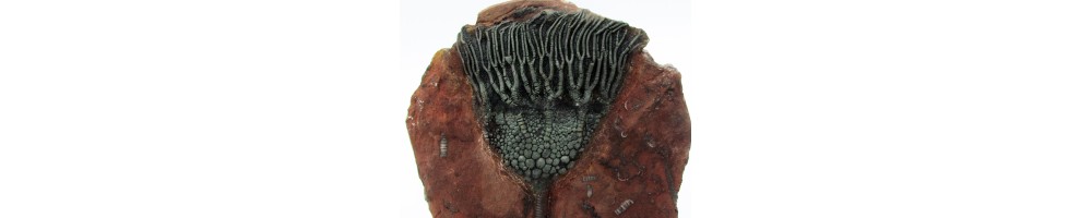 CRINOIDS