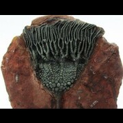 CRINOIDS