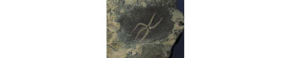 STELLEROIDS