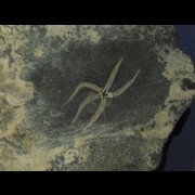 STELLEROIDS