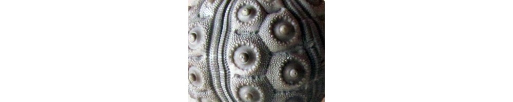 SEA URCHIN