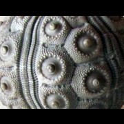 SEA URCHIN