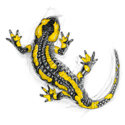 AMPHIBIAN