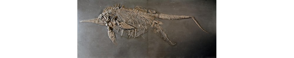 MARINE REPTILE