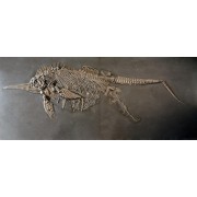 MARINE REPTILE