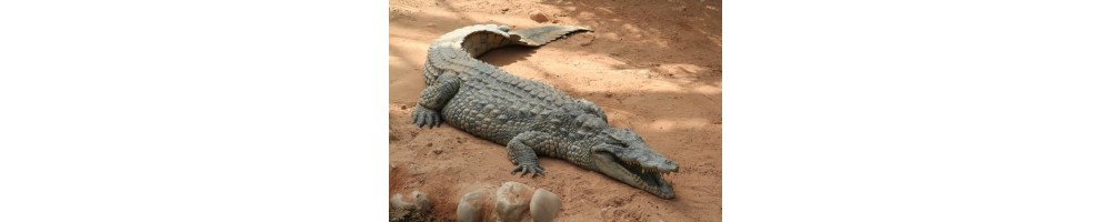 TERRESTRIAL REPTILE