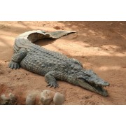 Reptile terrestre