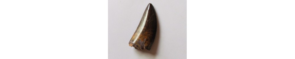 Saurischien