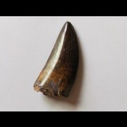 DINOSAURES - Ordre des Theropoda