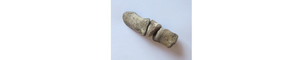 DINOSAURES - Ordre des ornithischiens
