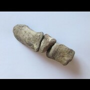 DINOSAURES - Ordre des Ornithischia