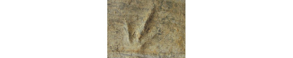 oeufs et traces