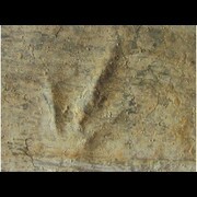 DINOSAURES - Paléo-ichnologie - Oeufs et traces