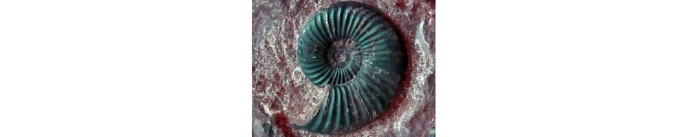 Ammonites